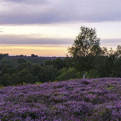 Landscape view of the New Forest