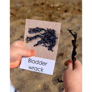 Beach Fact Cards