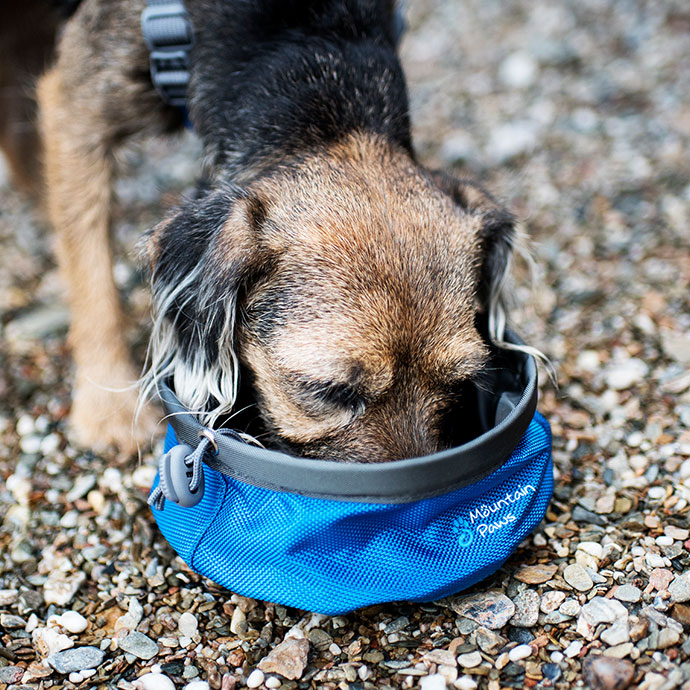 Dog eating from a portable bowl