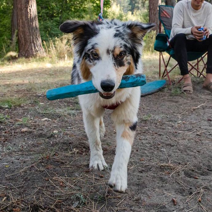 Dog with Gnaw Stick