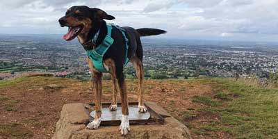 Dog on a trig pillar on top of a hill