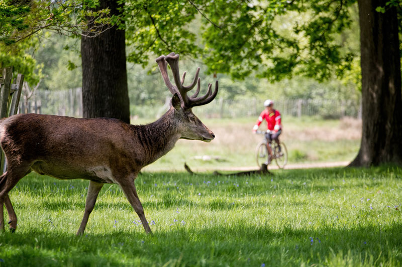 Richmond Park